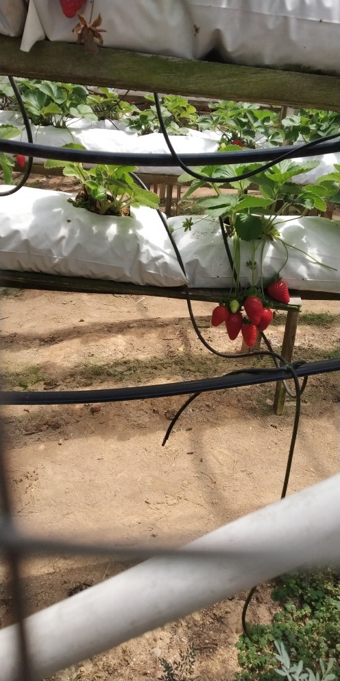 Strawberries growing in the farm